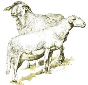 Fiera della Pecora Sambucana anno 2026